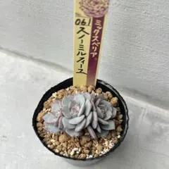 すーちゃん様 リクエスト 2点 まとめ商品