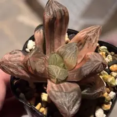 紫王オブツーサ錦 親株 超美株 ハオルチア 観葉植物 3 - メルカリ