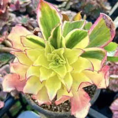 2026年最新】ゴーストアエオニウムの人気アイテム - メルカリ