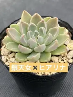 2026年最新】#銀天女多肉植物の人気アイテム - メルカリ