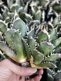 2026年最新】地獄猫 アガベの人気アイテム - メルカリ