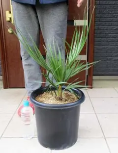 2025年最新】ブラヘアアルマータの人気アイテム - メルカリ