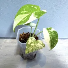 モンステラ10 斑入　ベトシオーサ　テンシンラン　デリシオーサ　葉付発根済 モンステラ10 斑入 ベトシオーサ テンシンラン デリシオーサ 葉