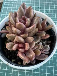 2025年最新】多肉チョコレート錦の人気アイテム - メルカリ