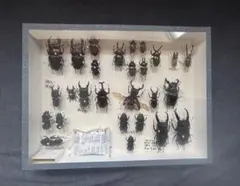 ハワイハネナシクワガタ Apterocyclus 標本 昆虫標本 - メルカリ