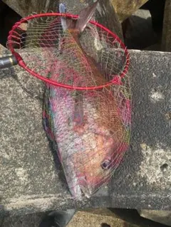 Item thumbnail for item 1b825399-d6d5-40a5-b40d-96baf299a5a9