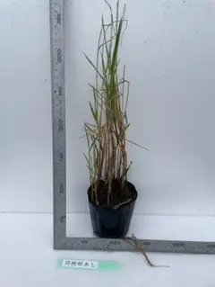 美麗 スマトラ島産 アカエリトリバネアゲハ 蝶 標本 - メルカリ