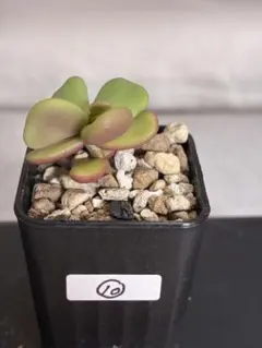 2025年最新】ケラリア ピグマエア実生の人気アイテム - メルカリ