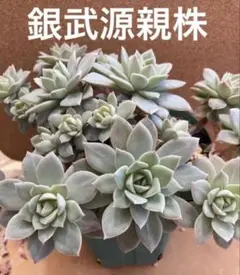 多肉植物【トリカラー】セダム ポットごと or 抜き苗 6㎝ポット - メルカリ