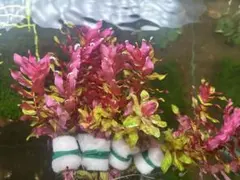 阿修羅٭❀*夢みらい工房٭❀*さま専用 ロタラマクランドラ斑入り