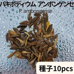リピート続出！種子10粒 パキポディウムアンボンゲンセ P.ambongenseのサムネイル