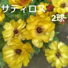 SLS様 リクエスト 2点 まとめ商品