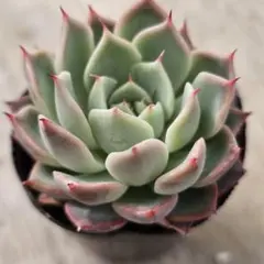 ののい様 リクエスト 2点 まとめ商品