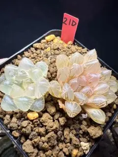 86f 多肉植物 ハオルチア 老川オブツーサ錦糊斑 自家繁殖 鉢植え発送