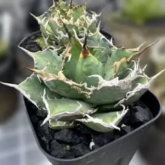 2026年最新】阿修羅 アガベの人気アイテム - メルカリ