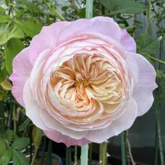 【同梱で２鉢目〜¥1000お値引き】訳あり！バラ芽接ぎ苗／中苗／５号鉢／コ