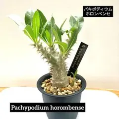 パキポディウム ホロンベンセ プラ鉢&プランツタグ付き №2のサムネイル