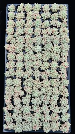 CT1378 熊童子 72苗 多肉植物 土と根付き エケベリア 韓国苗 - メルカリ