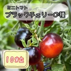 アルル様 リクエスト 10点 まとめ商品