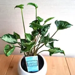 シンゴニウム　シュリンクハートBのサムネイル