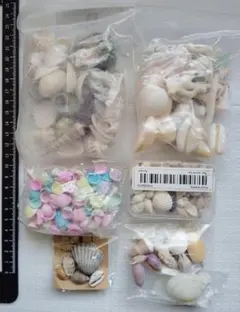 ★まとめ売り 様々な貝殻セット 材料 素材