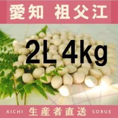 2026年新物 久寿 銀杏 ぎんなん 祖父江産 3L 4kg - メルカリ