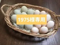 1975様専用　青いたまごアローカナ平飼いたまご　烏骨鶏　平飼いたまごセットのサムネイル