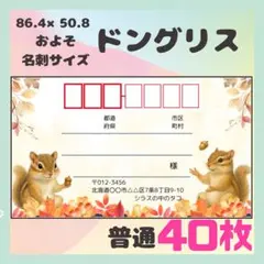 NEW 【ドングリス】宛名シール　差出人シール　普通サイズ　40枚　動物