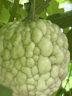 台湾アップルゴーヤ種７個 白くてリンゴの様な形をしたゴーヤ種 野菜の種