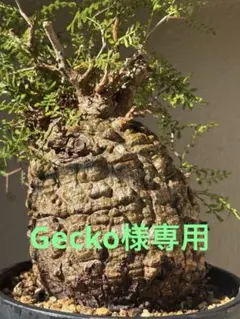 オペルクリカリアパキプス パキプス ハンドメイドオブジェ フィギュア