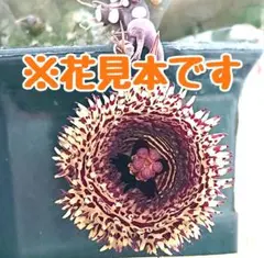 【多肉植物 ガガイモ フェルニア 点美角 3頭♪(カット苗)】のサムネイル