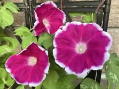 ynztangon様 リクエスト 3点 まとめ商品