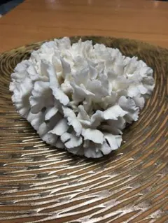 白珊瑚 ホワイトコーラル 約11cm 350g