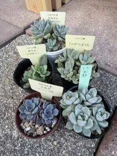 コロラータアテマハック×中里リンゼアナ札付きポットごとメルカリ便TYさん苗 コロラータアテマハック×中里リンゼアナ - メルカリ