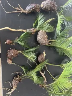ソテツ 9株のサムネイル