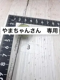 2 プセウドリトス ミギウルティヌス 小サイズ 輸入ベアルート - メルカリ