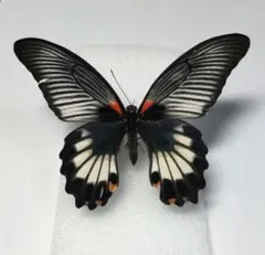 【白化型】ナガサキアゲハ（メス、タイ産飼育品） 白化型】ナガサキアゲハ（メス、タイ産飼育品） 白化型