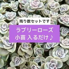 【ラブリーローズ 小苗入るだけ！】根付き苗たくさん♪寄せ植えに♪