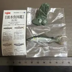 原色淡水魚図鑑　アユのサムネイル