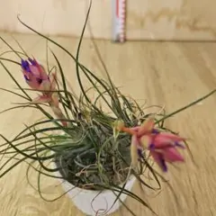 ゆゆゆぶり様 リクエスト 6点 まとめ商品