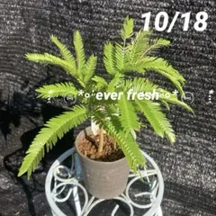 2025年最新】エバーフレッシュ 種子の人気アイテム - メルカリ