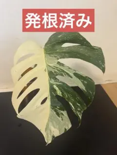 モンステラ茎伏せ成功しっかり発根3苗　そのままメルカリ便で匿名発送 モンステラ茎伏せ成功しっかり発根3苗 そのままメルカリ便で匿名発送