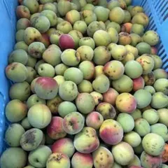 完熟梅 産地直送 梅酒 梅干し用　5キロ訳ありのサムネイル