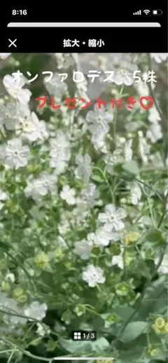 3.28撮影　オンファロデス現物3苗　抜き苗　らくらくメルカリ便 imgrc0069157691.jpg