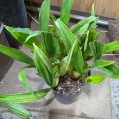 kozu様 リクエスト 2点 まとめ商品