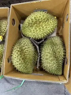 タイ産火山ドリアン 樹熟 2玉【7/15通関 7/16から発送】 - メルカリ