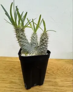 2025年最新】マカイエンセの人気アイテム - メルカリ