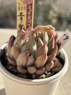 2026年最新】ミックスベリア 青鬼の人気アイテム - メルカリ