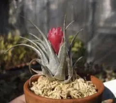 Tillandsia Succulent Form 速達発送 - メルカリ