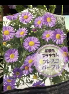 브라치캄 프레스코 퍼플 핑크 묘목과 네코포스가 배송한 추출 묘목